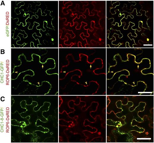 Subcellular colocalization of CHC1 and ROP6 in N. benthamiana cells. Agrobacterium tumefaciens cells harboring appropriate plasmids were used to infect N. benthamiana leaf cells. The GFP (left) and DsRED (center) fluorescence images were merged. Colocalization signals are shown in yellow (right). A, Nuclear and cytoplasm localizations of free enhanced GFP (eGFP) and DsRED expressed from the control vector. B and C, Colocalization at the cell circumference (arrows) and within punctate structures (arrowheads) of CHC1-GFP and ROP6-DsRED (B) or CHC1-8-GFP and ROP6-DsRED (C). Bars = 50 μm.