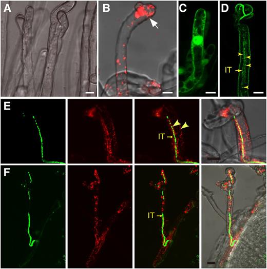 Subcellular localization of CHC1 in M. loti-infected cells. A, B, E, and F, Roots of L. japonicus were inoculated with M. loti constitutively expressing GFP (green channel). Seven dpi, the roots were collected and reacted with anti-CHC antibody followed by detection using second antibody labeled with Cy3 (red channel). The root sample that was analyzed in the absence of the primary antibody served as the negative control (A). Cytoplasmic punctate structures were found in the IP (white arrow in B), surrounding the IT, and at the plasma membrane of the infected root hair (arrowheads in E). ITs filled with GFP-labeled rhizobial cells (green) are indicated by arrows (E and F). C and D, Green fluorescence was found in the nucleus and cytoplasm of the root hair expressing free enhanced GFP (C) and the punctate structures surrounding the IT in the root hair expressing 35S:CHC1-GFP (D). Bars = 10 μm.