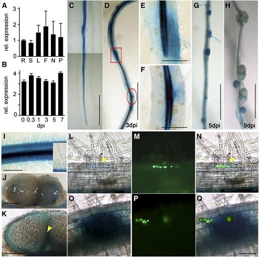Temporal and spatial expression of LjCHC1. A, qRT-PCR assay showing constitutive expression of CHC1 in various tissues of the plant. Total RNA was extracted from roots (Rs), stems (Ss), leaves (Ls), flowers (Fs), nodules (Ns), and pods (Ps) of wild-type L. japonicus plants. RNA was also isolated from roots inoculated 6 h (or 0.3 d) and 1, 3, 5, and 7 dpi with M. loti. Roots before inoculation (0 dpi) served as a control. Relative expression levels (rel. expression) of CHC1 were measured by qRT-PCR. Means ± se of three biological repeats are presented. B, qRT-PCR assay showed no induced expression of CHC1 in roots after M. loti inoculation. C to H, Histochemical GUS staining of stable transgenic plants expressing LjCHC1pro:GUS. Plant tissues were stained with 5-bromo-4-chloro-3-indolyl-β-glucuronic acid for less than 4 h to avoid nonspecific staining. Constitutive and high expression of CHC1 was observed in roots (C) and root hairs (I). High levels of GUS staining were observed in the cortical region of roots (D), nodule primordia (G), and developing nodules (H) 3, 5, and 9 dpi. Magnified longitudinal section of the boxed region in D showing expression of CHC1 in root hairs of the rhizobial infected region (E). CHC1 expression was also elevated in the dividing cortical cells that eventually develop to nodule primordia (E). Magnified longitudinal section of the circled region in D shows high expression of CHC1 in the lateral root primordia (F). J and K, In mature nodules, the expression of CHC1 was restricted to the vascular tissues (arrowhead). L to N, CHC1 was expressed in a root hair cell where an IT was developed (L). The presence of ITs was indicated by GFP, which was expressed constitutively by an M. loti strain MAFF303099 (M). Superimposed image (N) of L and M. O to Q, CHC1 was expressed in dividing cortical cells before rhizobial cells were released from the ITs (O). The ITs were visualized by the GFP fluorescence (P). Superimposed image (Q) of O and P. Bars = 10 mm (in C, D, G, and H) and 1 mm (in E, F, J, K, N, and Q.