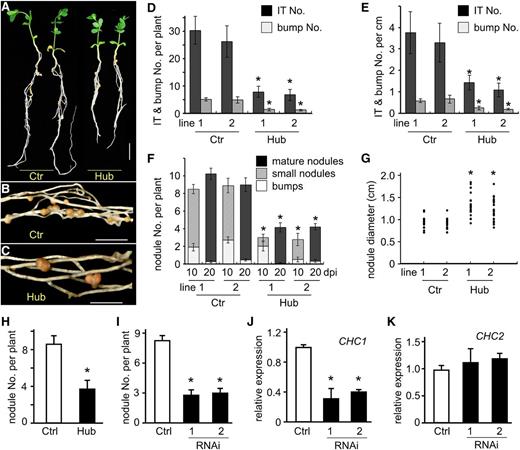 Effect of CHC1-Hub expression and CHC1-RNA interference (RNAi) on rhizobial infection and nodulation. Stable transgenic plants (Hub) of L. japonicus expressing CaMV 35S:CHC1-Hub were generated by A. tumefaciens-mediated transformation. Transgenic plants expressing the empty vector served as a control (Ctr). Two representative lines from each group are characterized. Values in D to F represent means ± se of 10 to 20 plants. A, Plants were growing in nitrogen-free soil for 20 dpi with M. loti. Note that the CHC1-Hub plants were smaller and formed fewer nodules compared with the control. Bar = 10 mm. B and C, The CHC1-Hub plants formed fewer but larger nodules (C) than the control plants (B). D and E, The numbers of ITs and bumps per plant (D) and per centimeter of root (E) were significantly lower (P < 0.001) in the CHC1-Hub lines than the control plants when observed 7 dpi with M. loti. F, The number of nodules per plant was reduced significantly (P < 0.001) in the CHC1-Hub lines compared with the control plants 10 and 20 dpi with M. loti. G, Nodule diameter (centimeters) was significantly larger (P < 0.001) in the CHC1-Hub lines than the control plants. The diameters of 40 randomly selected nodules from 10 plants per transgenic line were recorded. H, Nodule number per plant on transgenic hairy roots expressing the empty vector (n = 41) and 35S:CHC1-Hub (n = 35) 3 weeks after inoculation with M. loti. I, Nodule number per plant on transgenic hairy roots expressing the empty vector (n = 33), CHC1-RNAi-1 (n = 28), and CHC1-RNAi-2 (n = 26) 3 weeks after inoculation with M. loti. J and K, Reduction of the CHC1 but not CHC2 transcript in transgenic hairy roots expressing either CHC1-RNAi-1 or CHC1-RNAi-2 construct. Ctrl, Control; *, statistically significant differences (P < 0.001) between treatments and controls as determined by Student’s t test.