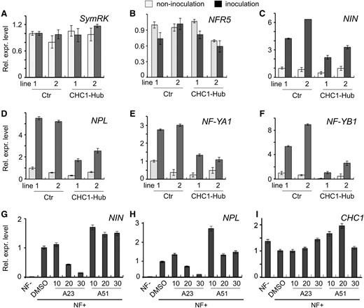 Effect of CHC1-Hub expression and the endocytosis inhibitor tyrphostin A23 on early nodulation gene expression. A to F, Suppressive expression of the early nodulation genes NIN, NPL, NF-YA1, and NF-YB1 (C–F) in stable transgenic lines expressing CHC1-Hub. RNA was isolated from roots of four to six plants for each line. Two transgenic lines of the control expressing the empty vector (Ctr) and two transgenic lines expressing CHC1-Hub were compared for the relative expression levels of genes. Plants were grown in the presence (black) or absence (gray) of M. loti for 2.5 d. Constitutive expression of SymRK and NFR5 during nodulation served as control genes (A and B). Relative expression levels were normalized against the internal control of the ATPase gene. G to I, Suppressive effect of the endocytosis inhibitor tyrphostin A23 (A23) on the expression of NIN and NPL. The constitutive expression of the CHC1 gene served as a control. Tyrphostin A51 (A51), a structural analog with no biological activity on endocytosis, served as a negative control. L. japonicus seedlings were treated with 10, 20, and 30 μm A23 or A51 followed by application of a crude NF extract to induce the early nodulation genes. Treatment of dimethyl sulfoxide (DMSO), a solvent for A23 and A51, and seedlings without NF treatment (NF−) served as controls. Values were calculated relative to the DMSO control. The inhibition of early nodulation gene expression by A23 was similar in another experimental replicate. Bars represent sds for three technical replicates. Rel. expr. level, Relative expression level.