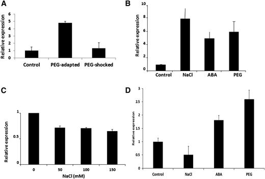 Expression analysis of RGGA in potato and Arabidopsis. A, Expression of RGGA in cells of potato in control conditions and after gradual (PEG-adapted) or abrupt (PEG-shocked) exposure to PEG. B, Gene expression of RGGA in Arabidopsis MM2D cells exposed for 24 h to NaCl (150 mm), ABA (50 μm), or 10% (w/v) PEG. C, AtRGGA expression in 14-d-old seedlings of Arabidopsis treated for 24 h with different concentrations of NaCl as indicated. D, AtRGGA expression in Arabidopsis seedlings after 48 h of exposure to 35% (w/v) PEG, NaCl (120 mm), or ABA (10 μm). Gene expression analyses were conducted by quantitative reverse transcription (qRT)-PCR.