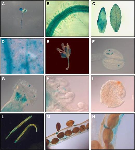 AtRGGA promoter activity in tissues of Arabidopsis. GUS staining was performed in vegetative and reproductive tissues of transgenic Arabidopsis plants expressing the GUS reporter gene under the control of the AtRGGA promoter. Five-day-old seedling (A), root (B), leaves (C), inflorescences (E), and siliques (L–N) were stained. Closeup views of stomata (D), anther (F), stigma (G), ovary (H), and ovule (I) are also shown.