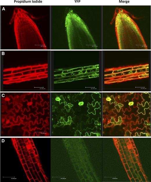 AtRGGA protein localization in Arabidopsis. Confocal microscopy visualization was performed for transgenic Arabidopsis plants expressing a YFP-RGGA or RGGA-YFP (D) fusion protein. Propidium iodide staining, YFP fluorescence, and merged images of root apex (A), root elongation zone (B and D), and leaf epidermal cells (C) are shown.