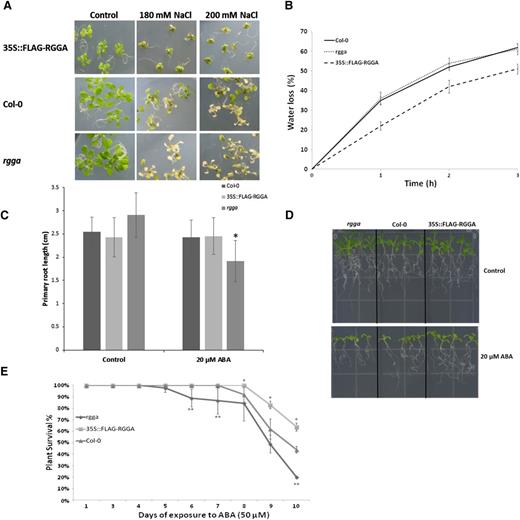 Phenotypes of RGGA knockout and overexpressing plants. A, Phenotypes of Col-0, rgga, and 35S::FLAG-RGGA plants grown on GM for 14 d and exposed for 7 d to NaCl (180 or 200 mm). B, Water loss of leaves detached from Col-0, rgga, and 35S::FLAG-RGGA plants. Data are presented as percentages of initial weight lost at different time points (1, 2, and 3 h). Each point consists of average values ± sd (n = 5 for each line). Data relative to 35S::FLAG-RGGA represent means of three independent transgenic lines. C, Quantification of primary root length of 14-d-old seedlings germinated for 4 d on GM and transferred to control GM medium or medium containing 20 µm ABA. Values are means ± sd (n = 25). The asterisk indicates a statistically significant difference assessed by Student’s t test (P < 0.001). D, Photograph of seedlings grown as described in C. E, Survival test of 18-d-old seedlings germinated on GM and transferred to ABA (50 µm) medium. Survival was scored daily in terms of absence of necrotic or bleached leaves. Data are means ± sd of three independent experiments (n = 30). Asterisks denote statistically significant differences versus Col-0 assessed by χ2 test (*P < 0.05, **P < 0.01).