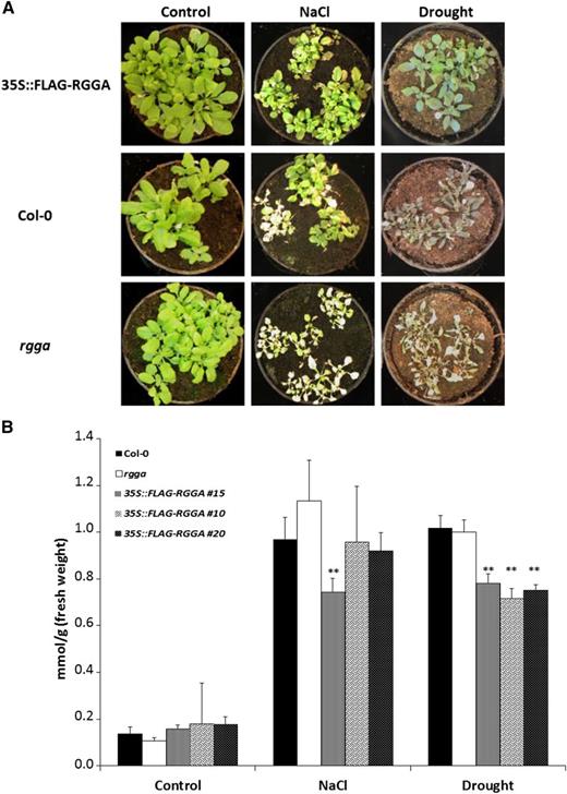 Phenotypes of AtRGGA knockout and overexpressing plants. A, Representative 4-week-old plants of Col-0, rgga, and 35S::FLAG-RGGA genotypes grown in control conditions or after 7-d NaCl (300 mm) or drought treatment. B, Pro concentrations in Col-0, rgga, and 35S::FLAG-RGGA plants treated as described in A. Asterisks indicate statistically significant differences assessed by Student’s t test (P < 0.01).
