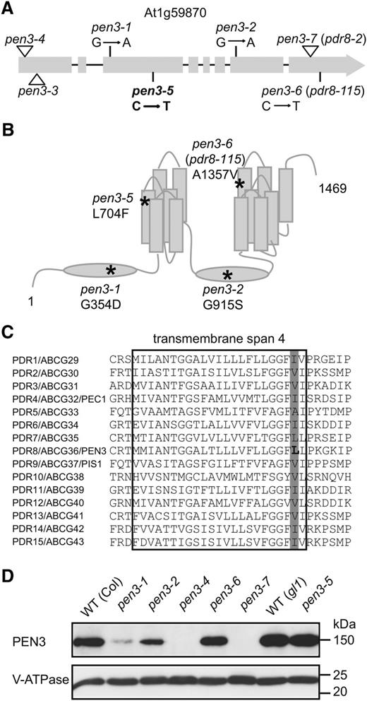 pen3-5 is a unique loss-of-function allele of PEN3. A, PEN3 gene structure with exons (gray boxes and arrow) and introns (black lines). The pen3-5 mutation results in a C to T substitution in the third exon (bold). Previously characterized alleles pen3-1, pen3-2, and pdr8-115 (renamed here as pen3-6) carrying single-nucleotide substitutions are also shown. T-DNA insertion mutants pen3-3 (SALK_110962) and pen3-4 (SALK_000587) and pdr8-2 (renamed here as pen3-7; SALK_142256) are all likely null mutants (Kobae et al., 2006; Stein et al., 2006; Strader and Bartel, 2009). B, Deduced model of PEN3 membrane topology. PEN3 contains two NBDs (ovals) and 13 predicted transmembrane-spanning helices (rectangles). *, Residues affected by mutations leading to single-amino acid substitutions. C, Protein sequence alignment of the deduced fourth transmembrane helix of 15 Arabidopsis PDR family members. The L to F change in pen3-5 (bold) and natural variation at this position among the family members (gray bar) are highlighted. D, Immunoblot analysis of PEN3 in total leaf microsomal fractions from 4-week-old plants of the indicated plant genotypes with a PEN3 polyclonal antibody. A vacuolar adenosine triphosphatase (V-ATPase) antibody detects the V-ATPase marker of the microsomal fraction. Protein size is indicated (in kilodaltons). WT, Wild type.