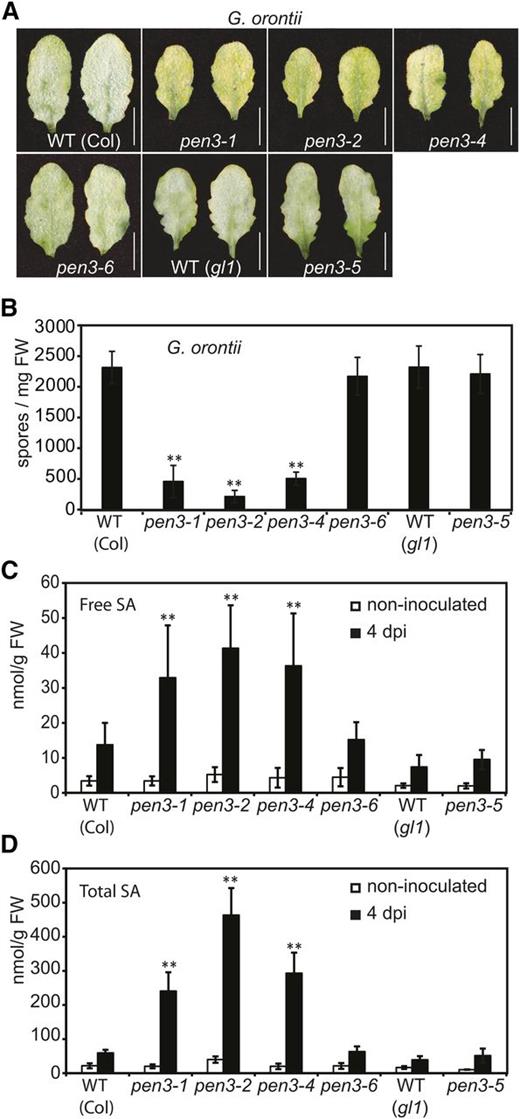 pen3-5 and pen3-6 plants retain susceptibility to G. orontii. A, Macroscopically visible sporulating G. orontii mycelium (8 dpi) on leaves of wild-type (WT), pen3-5, and pen3-6 plants but not on pen3-1, pen3-2, and pen3-4 leaves. Note the pathogen-inducible leaf chlorosis in pen3-1, pen3-2, and pen3-4 leaves. Bar = 1 cm. B, Reproductive success of G. orontii on leaves of the indicated genotypes quantified by conidiospore counts (8 dpi). C, Free SA levels in leaves of noninoculated (white bars) and G. orontii-inoculated plants (4 dpi; black bars) of the indicated genotypes. D, Total SA levels in leaves of noninoculated (white bars) and G. orontii-inoculated plants (4 dpi; black bars) of the indicated genotypes. Error bars denote sds from at least 15 plants. FW, Fresh weight; **, statistically significant differences between the wild type and mutants (P < 0.01, Student’s t test).
