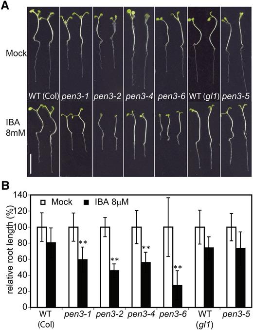 Insensitivity of pen3-5 roots to exogenous IBA treatment. A, Wild-type (WT), pen3-1, pen3-2, pen3-4, pen3-6, and pen3-5 seedlings grown for 8 d in one-half-strength Murashige and Skoog (MS) supplemented with mock (ethanol) or 8 µm IBA. Bar = 1 cm. B, Relative primary root length of seedlings grown for 8 d with mock (white bars) or 8 µm IBA (black bars). For each indicated genotype, the average root length of at least 15 seedlings grown on the mock plate was set as 100%. Error bars denote sds. **, Statistically significant differences between the wild type and mutants (P < 0.01, Student’s t test).