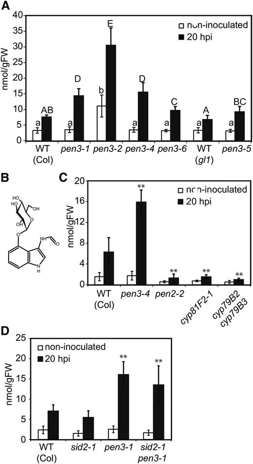 4OGlcI3F is a PEN2-dependent metabolite that hyperaccumulates in all pen3 mutant alleles. A, Accumulation of 4OGlcI3F at 20 h after B. graminis conidiospore inoculation in wild-type (WT) and pen3 leaves. The letters indicate significantly different statistical groups (P < 0.05, one-way ANOVA with post hoc Turkey tests). B, Chemical structure of 4OGlcI3F. C, Accumulation of 4OGlcI3F at 20 h after B. graminis conidiospore inoculation in selected Arabidopsis mutants defective in Trp-derived IG metabolism and transport. D, Accumulation of 4OGlcI3F at 20 h after B. graminis conidiospore inoculation in SA-deficient sid2-1 mutants. Error bars denote sds from nine plants. FW, Fresh weight; **, statistically significant differences between the wild type and mutants (P < 0.01, Student’s t test).