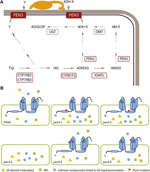 Models for biosynthetic pathways of PEN3 substrates and deduced allele-specific PEN3 transport activities in pen3 plants. A, PEN3 activities in the efflux of different Trp-derived metabolites upon attack by pathogenic fungi, including bioactive products of the CYP81F2/PEN2 pathway (4OH-X) against nonadapted powdery mildews and unknown metabolites (Y) for resistance against P. cucumerina. Dashed lines indicate putative steps and enzymatic components. DMT, O-demethyltransferase; 4OHI3G, 4-hydroxy-indol-3-ylmethyl glucosinolate; UGT, UDP-glucosyltransferase. B, Allele-specific uncoupling of a subset of PEN3 functions. Wild-type PEN3 transports IG-derived products (yellow triangles), IBA (green squares), and unknown substrates linked to SA hyperaccumulation (blue circles). Differential hyperaccumulation of these compounds in the indicated genotypes is shown. *, Substitutions in mutant PEN3 variants.