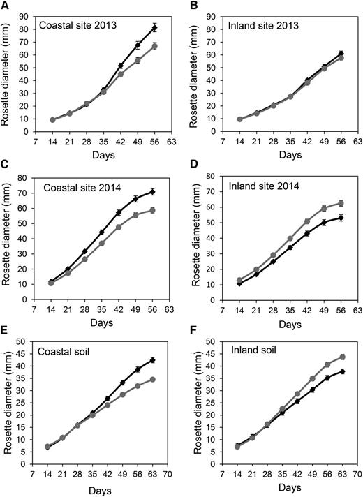 Mean fitness of Arabidopsis plants from coastal and inland habitats measured as growth (rosette diameter) in both field and controlled common gardens. Plants from coastal (black diamonds) and inland (gray circles) demes cultivated in the coastal common garden in Blanes (A and C) and the inland common garden in Santa Coloma de Farners (B and D) in 2013 (A and B) and 2014 (C and D) and a controlled environment common garden in soil excavated from the sites used for the coastal and inland common gardens in Blanes (E) and the inland common garden in Santa Coloma de Farners (F). Data represent the mean ± se (n = 10 plants per deme and 10 demes each from coastal and inland habitats; for details, see Supplemental Table S2).