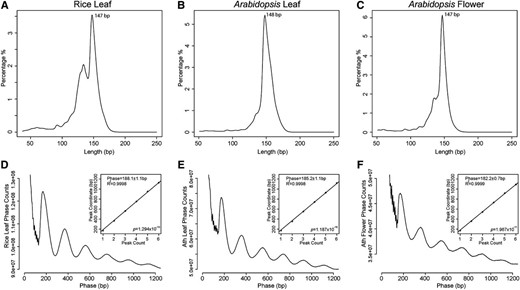 Size and phasing of nucleosomes in Arabidopsis and rice. A to C, Distributions of lengths of MNase-digested mononucleosomal DNA fragments derived from RL (A), AL (B), and AF tissues (C). The x axes represent the lengths of the MNase-seq sequence reads, and the y axes represent the percentages for each length. D to F, Phasograms of nucleosomes. The x axes show the ranges of recorded phases, and the y axes represent the frequencies of distance between the midpoints of two fragments from RL (D), AL (E), and AF tissue (F). Insets in D to F, Linear fit to the positions of the phase peaks.