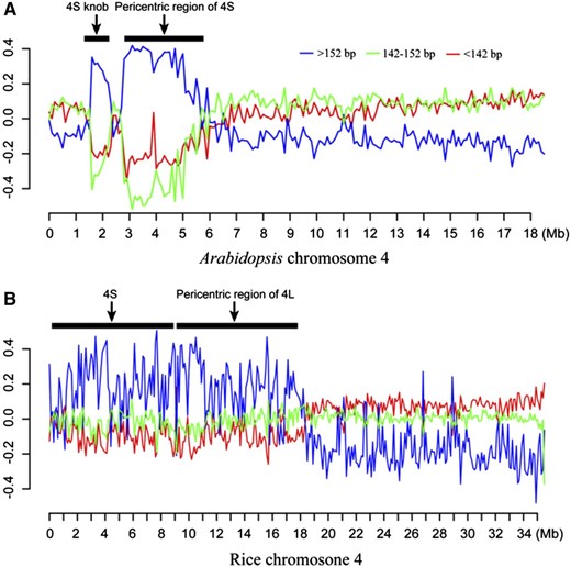 Chromosomal distribution of three groups of MNase-seq reads in lengths of >152, 147 ± 5, and <142 bp. A, Distribution of MNase-seq reads (data from leaf tissue) along chromosome 4 of Arabidopsis. The two horizontal bars represent the positions of the pericentromeric region and a knob located in the short arm of the chromosome (both are highly heterochromatic; Fransz et al., 2000). B, Distribution of MNase-seq reads along chromosome 4 of rice. The short arm and pericentromeric region of the long arm, both highly heterochromatic (Cheng et al., 2001), are marked by two horizontal bars. The x axes show DNA positions along the chromosomes. The y axes represent the normalized DNA fragment count ratio (“Materials and Methods”) of a specific group within 100-kb windows. Heterochromatic regions are enriched with reads >152 bp in both species.
