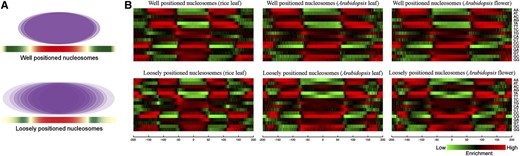 Sequence features associated with well-positioned and loosely positioned nucleosomes. A, Models of a well-positioned nucleosome and a loosely positioned nucleosome (“Materials and Methods”). B, Heat map of different dinucleotides located ±200 bp from the dyad of nucleosomes.