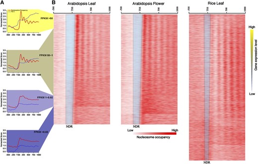 Relationship between gene expression and nucleosome positioning. A, Profiles of nucleosome positioning and Pol II occupancy (Chodavarapu et al., 2010) grouped based on the expression levels of all Arabidopsis genes in leaf tissue. The red lines show the nucleosome occupancy, and the blue lines represent the Pol II occupancy. B, Heat maps of nucleosome occupancy associated with rice and Arabidopsis genes sorted based on levels of expression. The blue trapezoids include nucleosome-depleted regions (NDRs) of the genes. Note that RNA-seq data from rice and Arabidopsis were obtained from same tissues used for MNase-seq.