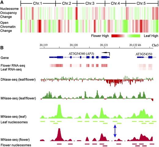 Relationship between nucleosome occupancy and chromatin sensitivity to DNase I digestion. A, Heat map of nucleosome occupancy and open chromatin change. Red represents higher nucleosome occupancy or sensitivity to DNase I digestion in flower than in leaf. Green represents higher nucleosome occupancy or sensitivity to DNase I digestion in leaf than in flower. Chr., Chromosome. B, Nucleosome occupancy and open chromatin dynamics associated with expression of the AP3 gene. Positioned nucleosomes were identified based on MNase-seq data sets and are presented as horizontal bars. The blue double arrow indicates a nucleosome that is detectable in leaf but not detectable in flower.