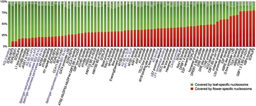 Tissue-specific nucleosomes spanning a protein binding DNA motif. The y axis is the percentage of motif covered by tissue-specific nucleosome. Purple highlights DNA motifs related to flower development.