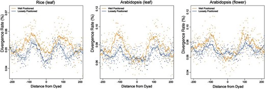 C→T mutation rate around nucleosome dyads. Dots represent the C→T mutation rate. Lines correspond to 15-bp sliding averages. Gold represents well-positioned nucleosomes, and blue represents loosely positioned nucleosomes.