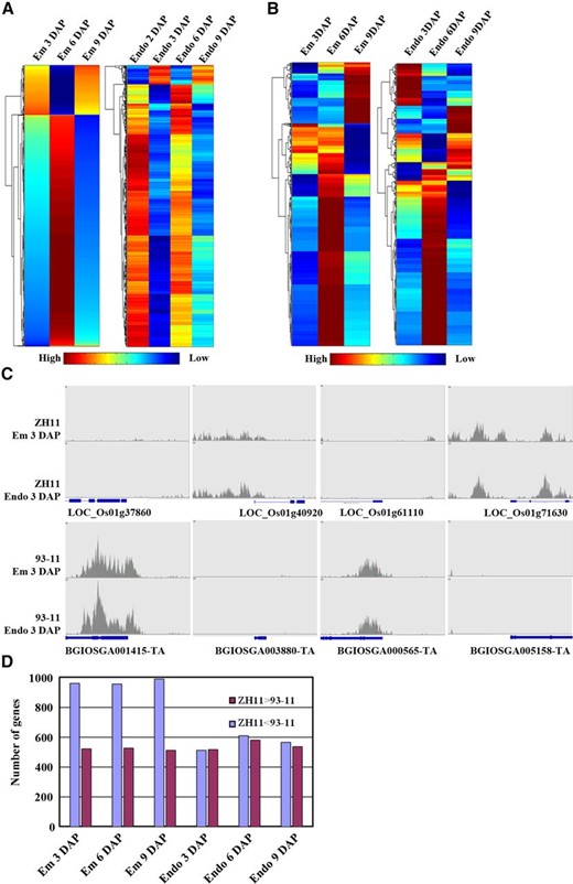 Methylation patterns of embryo and endosperm in ZH11 and 93-11. A and B, Heat map of read intensity for differentially methylated regions during endosperm and embryo development in ZH11 (A) and 93-11 (B). Each column represents a time point during embryo or endosperm development, and each row represents a differentially methylated region between all neighboring stages during embryo or endosperm development. The color scale in red (high), yellow (medium), and blue (low) represents the relative methylation level. C, Representative genes showing differential methylation between ZH11 and 93-11. D, Number of genes exhibiting differential DNA methylation between ZH11 and 93-11 at different developmental stages. The number of reads from 1 kb upstream of the TSS to 1 kb downstream of the TES was used for analysis.