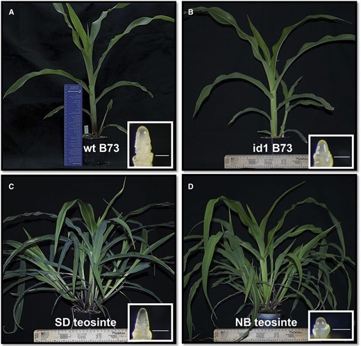 Photographs of line B73 maize and teosinte plants induced and uninduced for flowering. A, Wild-type (wt) plant at V7 stage. The inset shows a meristem at the floral transition stage. B, Maize id1 mutant plant at V7 stage. The inset shows a meristem at the vegetative stage. C, Teosinte grown under NB regimen for 27 d and induced for 10 d under SD conditions. The inset shows an inflorescence meristem. D, Teosinte plant grown under noninductive NB conditions for 37 d. The inset shows an uninduced meristem. Teosinte plants exhibited extensive tillering, but only leaves from the main shoot were harvested for analysis. Bars = 0.25 mm for all inset photographs.
