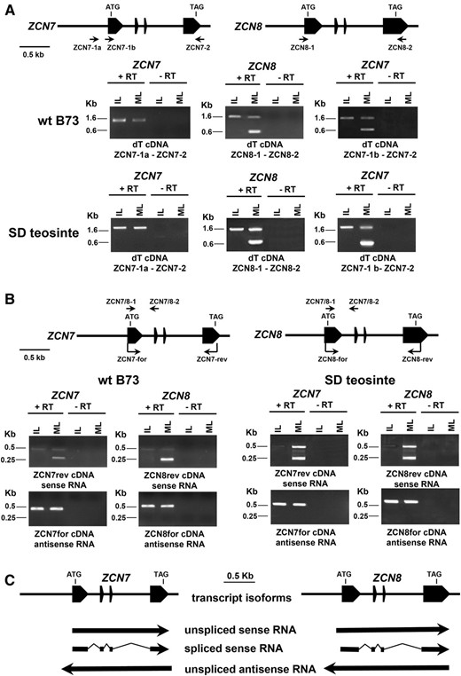 RT-PCR analysis of ZCN7 and ZCN8 transcripts in line B73 and teosinte plants. A, RT-PCR was performed with oligo(dT)-primed cDNA prepared with RNA extracted from mature (ML) and immature (IL) leaves and with (+) or without (−) the addition of reverse transcriptase (RT). Schemes of ZCN7 and ZCN8 genes and positions of primers used for RT-PCR are reported. The structures of both genes are conserved in line B73 and teosinte. B, Strand-specific RT-PCR carried out using forward (ZCN7-for and ZCN8-for) and reverse (ZCN7-rev and ZCN8-rev) primers for synthesizing cDNA produced by the antisense and sense RNA strands, respectively. Subsequent RT-PCR with ZCN7/8-1 and ZCN7/8-2 primers permits the detection of both spliced and unspliced RNAs. C, Diagram schematizing the three transcript isoforms produced by ZCN7 and ZCN8 genes. RNA length and position with respect to the gene structure are based on strand-specific RT-PCR results with line B73 plants.