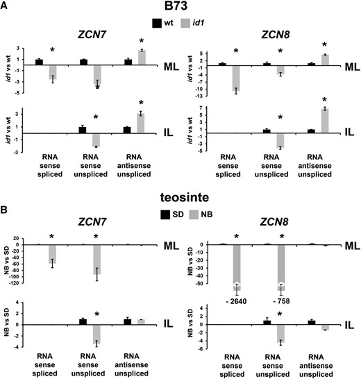 Strand-specific qRT-PCR analysis of ZCN7 and ZCN8 transcript isoforms in B73 and teosinte plants. Real-time qRT-PCR quantification is shown for ZCN7 and ZCN8 sense and antisense transcripts from mature (ML) and immature (IL) leaves of wild-type (wt) and id1 mutant B73 plants (A) and of teosinte plants grown under inductive SD and inhibitory NB flowering conditions (B). Bar diagrams show mean values of transcript amounts for one biological replicate, normalized to glyceraldehyde-3-phosphate dehydrogenase2 (gapc2) sense mRNA. Wild-type and SD values are set to 1, and the amount and direction (increase or decrease) of change for each RNA isoform in id1 mutants versus the wild type (A) or in SD versus NB conditions (B) was calculated using the 2−ƊƊCt method as described by Rossi et al. (2007; for values less than 1, the negative value was obtained by applying the formula −1/2−ƊƊCt). Asterisks indicate statistically significant changes (P ≤ 0.01) achieved in separate analyses of the two biological replicates.