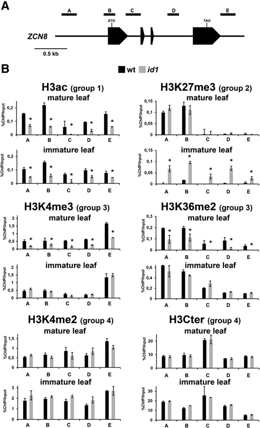 Analysis of ZCN8 histone modifications in line B73 wild-type (wt) and id1 mutant plants. A, Schematic depiction of the ZCN8 gene, with black boxes representing exons. The positions of the regions analyzed in ChIP assays are indicated. B, Bar diagrams represent real-time PCR quantification of ChIP DNA, reported as percentage of the chromatin input, from assays performed using the indicated antibodies. The data are average values from two independent ChIP assays and from three PCR repetitions for each ChIP assay and are reported by subtracting the background signal, measured by omitting antibody during the ChIP procedure. Asterisks indicate statistically significant changes (P ≤ 0.01) in the id1 mutant versus the wild type. The grouping of histone marks on the basis of how its variation associates with the activity of the id1 gene is indicated in parentheses. Similar results were obtained after correction for nucleosome occupancy measured as reported by Rossi et al. (2007). H3Cter, Histone H3 C-terminal region.