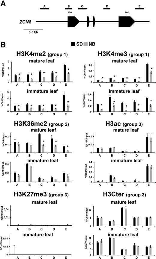 Analysis of ZCN8 histone modifications in teosinte SD and NB plants. A, Schematic depiction of the ZCN8 gene, with black boxes representing exons. The positions of the regions analyzed in ChIP assays are indicated. B, Bar diagrams represent real-time PCR quantification of ChIP DNA, reported as percentages of chromatin input, from assays using the indicated antibodies. The data are average values from two independent ChIP assays and from three PCR repetitions for each ChIP assay and are reported by subtracting the background signal, measured by omitting antibody during the ChIP procedure. Asterisks indicate statistically significant changes (P ≤ 0.01) in SD versus NB plants. The grouping of histone marks on the basis of how its variation associates with SD floral induction is indicated in parentheses. Similar results were obtained after correction for nucleosome occupancy measured as reported by Rossi et al. (2007). H3Cter, Histone H3 C-terminal region.