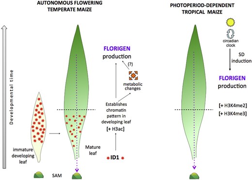 Model of florigen regulation in autonomous maize and photoperiod-induced teosinte. Autonomous maize (left) requires ID1 regulatory protein activity (orange stars) in developing leaves to establish chromatin modifications that allow the expression of florigen genes (ZCN7 and ZCN8). Thus, the id1 gene acts in immature leaves to establish a chromatin signature and prime the leaf for florigen synthesis as the leaf develops. Active chromatin is specified by H3ac. Once the distal portion of the leaf develops, another signal (unknown) activates florigen production in leaf vasculature, which then migrates to the shoot apical meristem (SAM) to activate flowering genes (purple dotted line). The autonomous signal may consist, partly, of changes in metabolic activity. Metabolic changes could also indirectly activate florigen production (?). In teosinte (right), floral induction is dependent on SD photoperiods and the circadian clock to activate florigen production. Similar to id1, the photoperiod pathway also establishes chromatin modifications in immature leaves, which enable florigen synthesis in mature leaves, but the pattern of histone modifications related to its activity is different from the one created by id1 in the autonomous pathway (i.e. open chromatin is specified by H3K4me2/H3K4me3). The horizontal dashed lines across the mature maize and teosinte leaves delineate the regions of the immature, developing leaf zone (bottom) from the mature leaf blade (top).