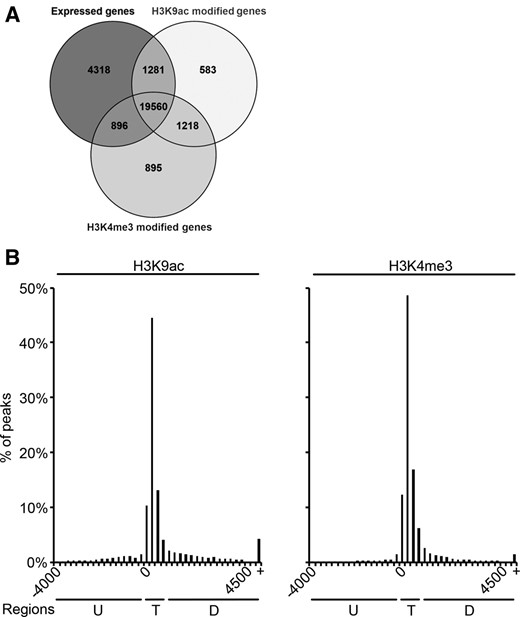 Overlap between expressed and modified genes and distribution of H3K9ac and H3K4me3 peaks. A, Overlap between expressed genes and genes modified by H3K9ac and H3K4me3. Expressed genes showed a mean RPKM > 0.1 in one of the analyzed tissues. B, Distribution relative to the TIS. H3K9ac and H3K4me3 peaks were grouped into 250-bp bins according to their position. Percentages of all peaks are plotted on the y axes. Three distinct regions are indicated: upstream (U), TIS (T), and downstream (D). +, More than 4,500 bp downstream of the TIS.