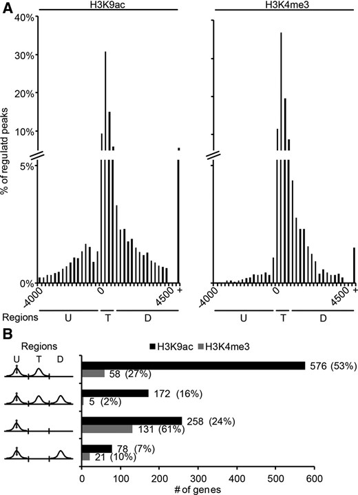Distribution of regulated H3K9ac and H3K4me3 peaks relative to the TIS and peak composition of genes with a regulated upstream peak. A, Regulated H3K9ac and H3K4me3 peaks (fold change ≥ |2|, FDR ≤ 0.05) were grouped into 250-bp bins according to their position. Percentages of all peaks were plotted on the y axes. +, More than 4,500 bp downstream of the TIS. B, Possible H3K9ac peak compositions of genes with a regulated H3K9ac upstream peak are indicated in left. The bars indicate absolute values. The fractions of the indicated composition from all genes with regulated upstream peaks are given as percentages. Three distinct regions are indicated: upstream (U), TIS (T), and downstream (D).