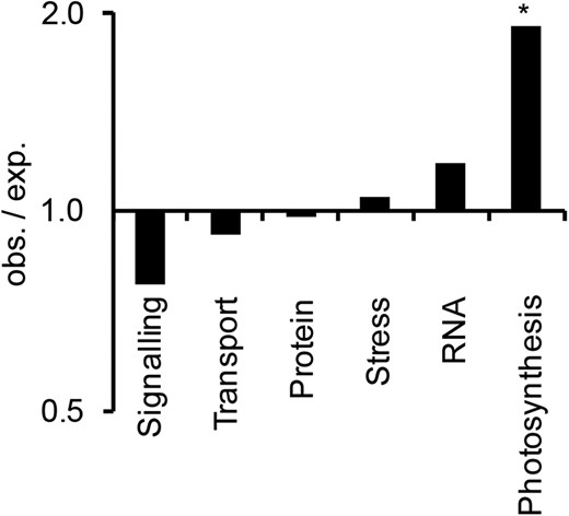Enrichment analysis of R-SUP-associated genes with induction of both transcription and R-SUP acetylation in the leaf blade compared with the base within processes defined by MapMan bins. All genes that are transcriptionally induced and linked to an induced H3K9ac peak were chosen as reference for the analysis. The degree of enrichment is given as a ratio of expected (exp.) and observed (obs.) counts (log10-transformed y axis). The significances of overrepresentations were evaluated by χ2 test, and derived P values were adjusted using the Benjamini-Hochberg correction. Processes were analyzed only if at least five counts were expected in the tested group. *, FDR ≤ 0.05.