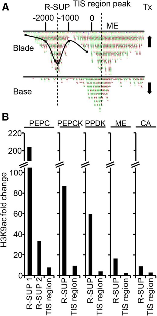 Regulation of R-SUPs and TIS region peaks on genes encoding C4 enzymes. A, H3K9ac profile on the ME gene at the leaf base and blade. Positions are relative to the TIS in base pairs. Red and green dots represent mapped forward and reverse ChIP-Seq reads. The black line represents previously obtained ChIP-qPCR data from the mature leaf (Heimann et al., 2013). Arrows represent high and low transcript levels. Tx, Transcription. B, H3K9ac fold changes between leaf base and blade for R-SUPs and TIS region peaks on genes encoding C4 enzymes. PEPCK, Phosphenolpyruvate carboxykinase; PPDK, pyruvate-inorganic phosphate-dikinase.