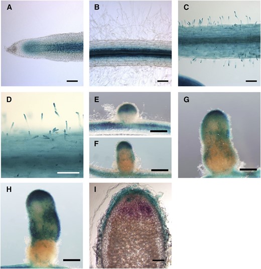 Histochemical localization of the expression of ERF12 in M. truncatula roots and nodules. A to H, M. truncatula roots transformed using ProERF12:GUS constructs and stained using X-Gluc. A and B, Uninoculated roots. C and D, Roots at 2 dpi. E to H, Nodules at different stages of development. I, Longitudinal 100-µm section of nodules at 2 to 3 weeks post inoculation. In H, S. medicae expressing a lacZ construct during early stages is stained in magenta. Bars = 100 µm (A–D and H) and 500 µm (E–G and I).