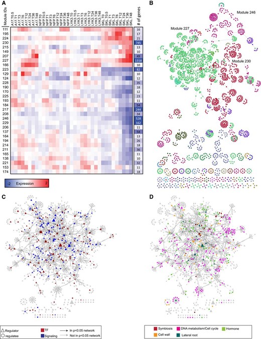 MERLIN network analysis on genes in groups G1 to G4. A, Average expression patterns of the main modules identified by MERLIN. Columns on the right represent the size of the modules. B, Diagram of the regulatory network predicted by MERLIN. Each module is assigned a different color. Regulators are represented as triangles and regulated genes as circles. When a gene is predicted to regulate others, a directed arrow is shown. C, Structure of the regulatory network of TF and signaling genes associated with module 227, the most symbiosis-related module. D, Interconnection between functional categories in the regulatory network predicted for cluster 227. Black arrows indicate significant regulatory relationships (P < 0.05).