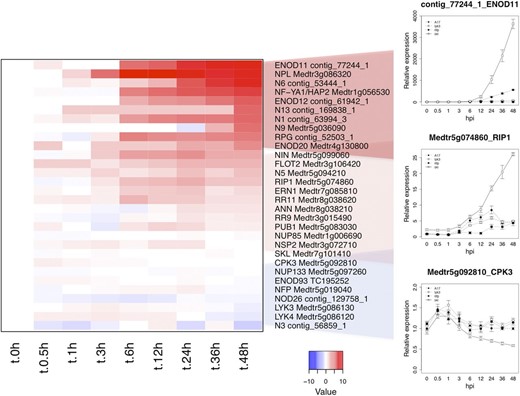 RNA-seq expression graphs of known symbiosis-related genes. The heat map represents relative log-transformed expression values (average TMM counts normalized to cv Jemalong A17 at 0 hpi) of genes previously shown to function in Nod factor signaling or to be required for nodule development. Values in the line graphs show average TMM counts normalized to cv Jemalong A17 at 0 hpi. Error bars represent se calculated from four independent biological replicates.