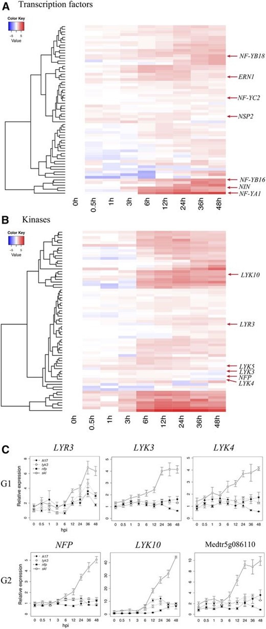 Early symbiotic induction of kinases and TFs in M. truncatula ‘Jemalong A17’ at various times after inoculation. A and B, The heat maps depict the expression patterns of differentially expressed TFs (A) and kinases (B) contained within expression groups G1 to G3 (Fig. 2). C, Differentially expressed members of the LysM family of plant receptors and receptor-like kinases. Heat-map values represent log-transformed relative expression values (average TMM counts normalized to cv Jemalong A17 at 0 hpi). Line graph values correspond to average TMM counts normalized to cv Jemalong A17 at 0 hpi. NFP corresponds to IMGA 3.5 version 4 gene Medtr5g019040; LYR3, Medtr5g019050; LYK10, Medtr5g033490; LYK3, Medtr5g086130; LYK4, Medtr5g086120; and Medtr5g086110. The vertical axis dendrogram organizes genes according to coexpression. The horizontal axis is a time course for wild-type cv Jemalong A17. Error bars represent se calculated from four independent biological replicates.