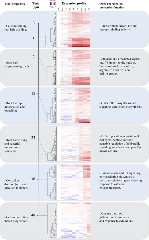 Temporal dynamics of gene expression within groups G1 to G3. To further resolve gene expression patterns within the Nod factor-responsive, ET-regulated groups (Fig. 2), we organized genes based on the kinetics of their induction (1.5-fold threshold) relative to uninoculated cv Jemalong A17. Individual heat maps represent genes induced at 3, 6, 12, 24, 36, and 48 h. In each part, the vertical axis dendrogram organizes genes according to coexpression. The horizontal axis is a time course for wild-type cv Jemalong A17. Overrepresented gene functions and biological process annotations were identified in each group using Pathway Studio 9 Desktop edition and ResNet Plant version 4.
