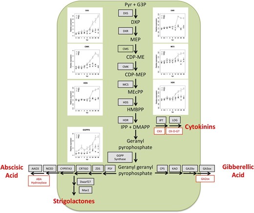 Nod factor perception initiates the biosynthesis of hormone precursors IPP and DMAPP via the MEP/1-deoxy-d-xylulose 5-phosphate biosynthetic pathway. Line graphs depicting read counts of differentially expressed MEP genes are shown. Differentially expressed genes leading to the biosynthesis of GA, ABA, and strigolactones are listed in gray, and inhibitors are depicted in red. Full depictions of the individual hormone pathways are given in Supplemental Figure S5. Error bars represent se calculated from four independent biological replicates. Abbreviations used are as follows: Pyr, pyruvate; G3P, glyceraldehyde 3-phosphate; DXS, DXP synthase; DXP, 1-deoxy-d-xylulose 5-phosphate; DXR, DXP reductase; CMS, 2-C-methyl-d-erythritol 4-phosphate cytidylyltransferase; CDP-ME, 4-diphosphocytidyl-2-C-methylerythritol; CMK, 4-diphosphocytidyl-2-C-methyl-d-erythritol kinase; CDP-MEP, 4-diphosphocytidyl-2-C-methyl-d-erythritol 2-phosphate; MCS, 2-C-methyl-d-erythritol 2,4-cyclodiphosphate synthase; MEcPP, 2-C-methyl-d-erythritol 2,4-cyclopyrophosphate; HDS, HMBPP synthase; HMBPP, (E)-4-hydroxy-3-methyl-but-2-enyl pyrophosphate; HDR, HMBPP reductase; CKX, cytokinin oxidase; CK-O-GT, cytokinin O-glucosyltransferase; PSY, phytoene synthase; ZDS, ζ-carotene desaturase; CRTISO, carotene or carotenoid isomerase; CYP, cytochrome P450, NCED, 9-cis-epoxycarotenoid dioxygenase; AAO, abscisic aldehyde oxidase; CPS, ent-copalyl diphosphate synthase; KAO, ent-kaurene acid oxidase.