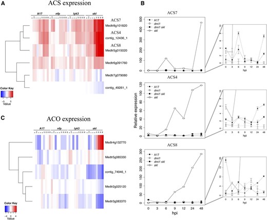 ET biosynthesis is rapidly induced by Nod factors and negatively regulated by ET in a feedback loop. A, Differential expression of several ACS genes in the RNA-seq data set. B, Specificity of symbiotic induction observed in roots for ACS4, ACS7, and ACS8 was verified in the double mutant dmi1 skl using qPCR. Detailed expression of A17, dmi1, and dmi1 skl is shown on the right. C, Expression of ACO in the RNA-seq data set. Heat maps represent relative expression values (average TMM counts normalized to cv Jemalong A17 at 0 hpi) in the four genotypes across time. In A and C, the vertical axis dendrogram organizes genes according to coexpression. The horizontal axis is a genotype-specific time course.