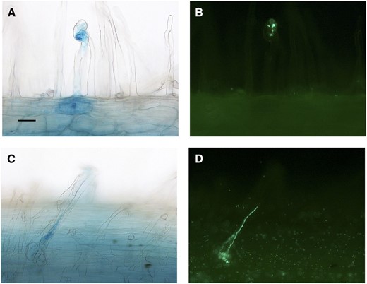 Localized ACS expression in root hairs undergoing infection arrest. Bright-field images of root hairs showing increased ProACS8:GUS expression (A and C) correlate with putative arrested infection threads of GFP-labeled S. meliloti at 10 d post inoculation (B and D). Bar = 10 µm.