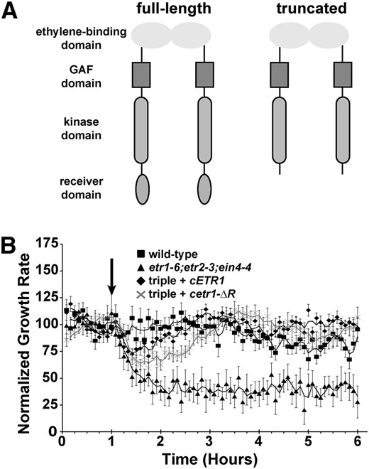 The ETR1 receiver domain is not required for response to silver ions. A, Domain structure of full-length and truncated ETR1 receptor lacking the receiver domain used in this study. B, Growth kinetic profiles in the presence of 100 µm AgNO3 are shown for etr1-6;etr2-3;ein4-4 triple mutants transformed with cDNA encoding for either a full-length ETR1 (cETR1) or a truncated transgene lacking the receiver domain (cetr1-ƊR). For comparison, responses of wild-type and triple mutant seedlings are shown. Seedlings were allowed to grow for 1 h in air, followed by the addition of 1 µL L–1 ethylene (down arrow). Growth rate was normalized to the growth rate in the air pretreatment and represents the average ± sem. Lines are a moving average calculated with a period of 2 using Microsoft Excel.