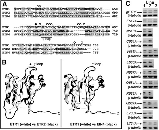 Receiver domain amino acids targeted for mutagenesis. A, An amino acid sequence alignment of the receiver domains from ETR1, ETR2, and EIN4 was performed using ClustalW. Conserved residues are shaded gray. Amino acids targeted for mutagenesis to Ala in this study are marked with white circles. Amino acid residues for each protein are numbered at the right. The black circle marks the conserved Asp (D659 in ETR1) involved in phosphotransfer that has previously been mutated (Binder et al., 2004b). B, Homology models of the ETR2 and EIN4 receiver domains (black) were generated as described in “Materials and Methods” and compared to the crystal structure of ETR1 (white). Regions where the backbone carbons of the models diverge from the ETR1 structure are marked with asterisks. C, Transcript levels of receptor transgenes. The location of each point mutation is labeled. All constructs were genomic DNA constructs and were transformed into the etr1-6;etr2-3;ein4-4 triple mutant background as described in “Materials and Methods.” RNA expression level for each transgene was analyzed using RT-PCR. The transgene transcripts (marked with arrow) ran as a smaller product than the etr1-6 product as we have previously described (Kim et al., 2011). Transcript levels for β-tubulin in each plant line are shown as a control.