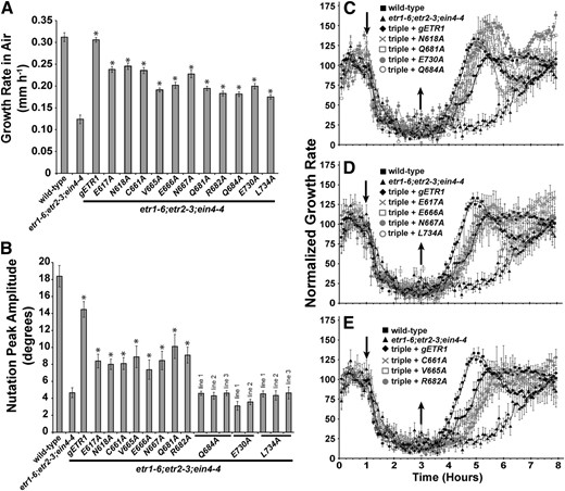 Growth, nutations, and growth recovery are differentially rescued by etr1 point mutant transgenes. The etr1-6;etr2-3;ein4-4 triple mutants were transformed with genomic DNA encoding a mutant etr1 transgene containing the indicated point mutation. For comparison, data from the wild type, etr1-6;etr2-3;ein4-4 triple mutants, and triple mutants transformed with a wild-type genomic ETR1 (gETR1) transgene are included. A, The growth rates in air of triple mutants transformed with the indicated receptor are plotted. Growth rate in air was determined from the first hour of growth kinetic measurements prior to the introduction of ethylene. Data represents the average growth rate ± sem. B, Nutations in response to 10 µL L–1 ethylene were measured in etr1-6;etr2-3;ein4-4 triple mutants transformed with the indicated receptor. The average peak nutation amplitude ± sem is plotted. C to E, Growth kinetic profiles for triple mutants transformed with receptors are shown. Seedlings were allowed to grow for 1 h in air, followed by the addition of 10 µL L–1 ethylene (down arrow). Ethylene was removed 2 h later (up arrow), and seedlings were grown in air for an additional 5 h. Growth rate was normalized to growth rate in the air pretreatment and represents the average ± sem. Lines are a moving average calculated with a period of 2 using Microsoft Excel. In A and B, data were analyzed with Student’s t tests. *, Increases caused by the transgene over the etr1-6;etr2-3;ein4-4 triple mutants were considered statistically significant for P < 0.05.