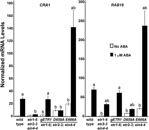 ABA changes the transcript abundance of RAB18 and CRA1. The levels of transcript for CRA1 and RAB18 were measured using qRT-PCR. For this, seeds were germinated for 2 d in the presence or absence of 1 µm ABA and mRNA extracted from the wild type and etr1-6;etr2-3;ein4-4 triple mutants as well as triple mutants transformed with the indicated mutant transgene. Data were normalized to the levels of At3g12210 in each seed line to determine the relative transcript level for each gene. These were then normalized to levels of the transcript in untreated wild-type seeds. The average ± sem for two biological replicates with three technical replicates each is shown. The letter a indicates that ABA caused a statistically significant increase in transcript levels (P < 0.05), and the letter b indicates a statistical difference from wild-type seeds in the same condition (P < 0.05). All P values were calculated by Student’s t test.