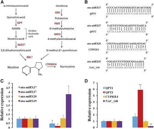 Genes involved in nicotine biosynthesis in tobacco and expression changes of miRNAs and their nicotine-related targets at 48 h after topping. A, A schematic diagram of the nicotine biosynthesis pathway in tobacco (adapted from Dewey and Xie, 2013). A622, Isoflavone reductase-like protein; BBL, berberine bridge enzyme-like; MPO, N-methylputrescine oxidase; CYP82E4, nicotine N-demethylase; ODC, Orn decarboxylase. B, Alignment of nta-miRNAs and their targets. Base pairing between miRNA and its target are shown, in which a vertical line means a Watson-Crick pair, two dots represent a G-U pair, and 0 means a mismatch. C, RT-qPCR analyses of nta-miRX17, nta-miRX27, nta-miRX20, and nta-miRX19 at 48 h after topping. Mitochondrial 5S RNA served as an internal standard for expression normalization. D, RT-qPCR analyses of miRNA target genes (QPT1, QPT2, CYP83E4, and NAC_148) at 48 h after topping. Glyceraldehyde 3-phosphate dehydrogenase mRNA served as an internal standard for expression normalization. Three independent experiments, each consisting of three control and topping-treated plants, were carried out for quantification analyses, and representative results in one time are presented. The expression levels of miRNAs and their targets in plants without topping treatment (control) are arbitrarily set as 1. Error bars indicate sd. Student’s t tests were performed to compare differences of miRNAs and their targets between the control and the topping treatment. A single asterisk indicates a significant difference (P < 0.05), and double asterisks indicate a highly significant difference (P < 0.01) between the two paired samples.