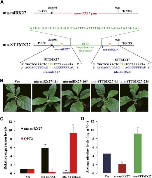 nta-miRX27 repressed QPT2 expressions and reduced nicotine contents. A, Diagram of nta-miRX27 and nta-STTMX27 structures showing the design strategy. nta-miRX27 gene and two tandem target mimics (STTMX27) spaced by a 48-nucleotide (nt) imperfect stem-loop linker were cloned between a Cauliflower mosaic virus 35S promoter (P-35S) and nopaline synthase (NOS) terminator (T-NOS) to produce nta-miRX27 and nta-STTMX27 constructs, respectively. Red indicates the nta-miRX27 gene, green indicates the spacer region and the spacer sequence, blue indicates the mature nta-miRX27 sequences, and orange indicates the bulge sequences in the miRNA binding sites. B, Phenotypes of 30-d-old transgenic plants containing nta-miRX27 or nta-STTMX27 compared with that of plants transformed with a Vec. Two independent and representative transgenic lines overexpressing nta-miRX27 (nta-miRX27-11# and nta-miRX27-16#) and silencing nta-miRX27 (nta-STTMX27-6# and nta-STTMX27-23#) are shown. C, Relative expression levels of nta-miRX27 and its target gene QPT2 in nta-miRX27 and nta-STTMX27 transgenic plants compared with that of the Vec plants. Three individual plants per genotype were used in RT-qPCR, and bars represent sd of three replicates. D, Average nicotine contents in leaves sampled from the Vec, nta-miRX27, and nta-STTMX27 plants. Each mean value was derived from three independent experiments (n = 9). Error bars indicate the sd of three replicates. Significance tests were performed by the Student’s t test. A single asterisk indicates a significant difference (P < 0.05), and double asterisks indicate a highly significant difference (P < 0.01) between the two paired samples. dw, Dry weight.