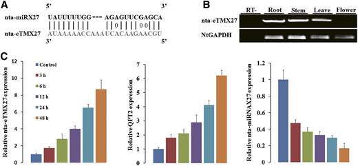 Topping-induced expression of endogenous nta-eTMX27 in tobacco root. A, The predicted base-pairing pattern between nta-miRX27 and its eTM nta-eTMX27. B. Semiquantitative RT-PCR analysis of expressions of nta-eTMX27 in four tissues. Tobacco glyceraldehyde 3-phosphate dehydrogenase gene (NtGAPDH) was used as control. RT– represents RT negative control, i.e. RT without reverse transcriptase. C, The relative transcription levels of nta-eTMX27, QPT2, and nta-miRX27 in tobacco root tissues measured at 3, 6, 12, 24, and 48 h after topping. Three independent experiments, each consisting of three control and topping-treated plants, were carried out for quantification analyses, and representative results in one time are presented. The expression level at the 0-h time point (control) was arbitrarily set as 1. Error bars indicate the sd.