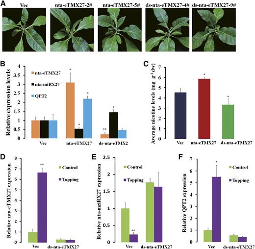 Functional analyses of nta-eTMX27. A, Phenotypes of nta-eTMX27 overexpression and silencing plants. Two independent and representative transgenic lines overexpressing nta-eTMX27 (nta-eTMX27-2# and nta-eTMX27-5#) and silencing nta-eTMX27 (ds-nta-eTMX27-4# and ds-nta-eTMX27-9#) are shown. B, Relative expression levels of nta-eTMX27, nta-miRX27, and QPT2 in nta-eTMX27-overexpressing and -silencing transgenic plants compared with that of the Vec plants. Three individual plants per genotype were used in RT-qPCR. Bars show sd. C. Average leaf nicotine contents of the Vec, nta-miRX27, and nta-STTMX27 lines. A single asterisk indicates a significant difference (P < 0.05) between the nta-miRX27 or nta-STTMX27 line and the Vec control. Error bars indicate the sd. dw, Dry weight. D, Expression levels of nta-eTMX27 in roots of transgenic plants transformed with the Vec or ds-nta-eTMX27 construct in response to topping. Samples were collected at 48 h after topping treatment (without topping as control). The expression level in the Vec plants without topping treatment was arbitrarily set as 1. Error bars indicate sd. Double asterisks indicate a significant difference (Student’s t test, P < 0.01) between the two samples. E, Relative expression levels of nta-eTMX27 in roots of transgenic plants transformed with the Vec or ds-nta-eTMX27 after topping treatment at 48 h. The expression level of the Vec plants with control treatment was arbitrarily set as 1. Error bars indicate the sd. F, Relative expression levels of QPT2 in the Vec and ds-nta-eTMX27 transgenic plants after topping treatment at 48 h. Error bars indicate sd. The expression level of the Vec plants with control treatment was arbitrarily set as 1. A single asterisk indicates a significant difference (Student’s t test, P < 0.05), and double asterisks indicate a highly significant difference (Student’s t test, P < 0.01) between the two paired samples.